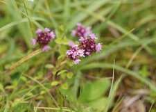 Thym serpolet