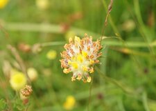 Anthyllide vulnéraire