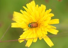 Cryptocephalus sp.