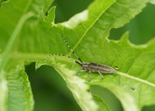 Agapanthia villosoviridescens