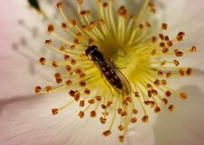 Platycheirus sp.
