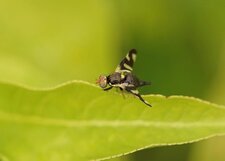 Mouche du chardon