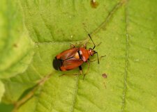 Deraeocoris ruber