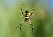 Argiope frelon