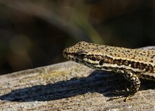 Lézard sp.