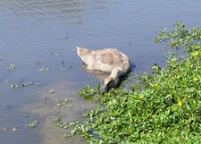 Cygne tuberculé juvénile