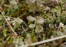 Cladonia sp.
