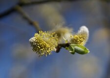 Fleur de Saule blanc