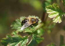 Eristalis sp.