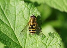 Syrphus sp.