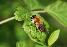 Merodon sp. ou Criorhina sp. ?