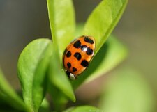 Coccinelle asiatique