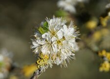 Prunellier