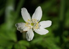 Anémone sylvie