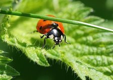 Coccinelle à 7 points