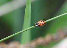 Hippodamia tredecimpunctata