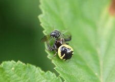 Synema globosum - Araignée Napoléon