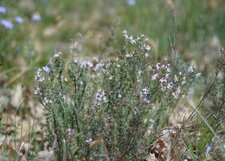 Thym vulgaire