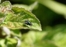 Lucilie sp.