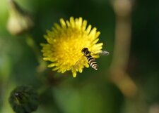 Syrphe porte-plume femelle