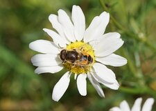 Eristale des arbustes