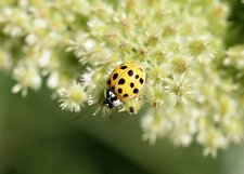 Coccinelle asiatique - autre morphotype