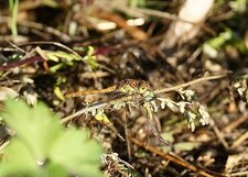 Sympetrum sp. femelle