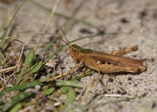 Omocestus sp. ??? Corthippus sp. ???