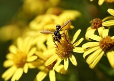 Conops sp.