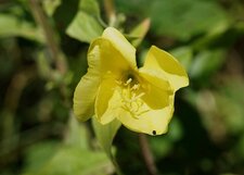 Onagre bisannuelle