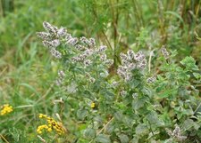 Menthe à feuilles rondes - sous réserve