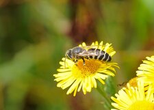 Bembix sp.