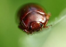 Chrysomèle sp.