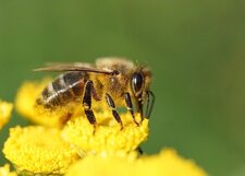 Abeille domestique