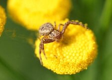 Xysticus sp.