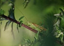 Sauterelle sp.