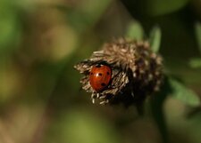 Coccinelle à 7 points