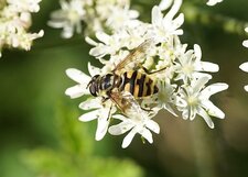 Eristale des fleurs