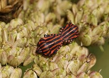 Punaise arlequin