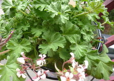 Pelargonium fragrans