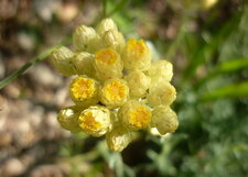 Immortelle commune