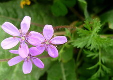 Erodium à feuilles de cigüe