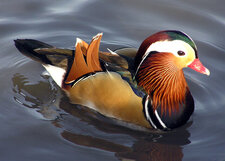 Canard pimpant