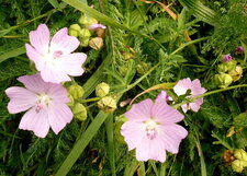 Mauve musquée (sous réserve)