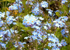 Myosotis