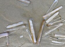 Couteau marin (solen marginatus)
