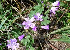 Mauve des bois