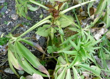 Hellébore fétide (feuillage)