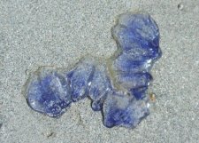 Petites méduses bleues (cyanées de Lamarck)