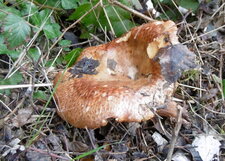 Lactaire roux (sous réserve)